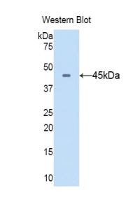 CD40L Antibody - Western blot of recombinant CD40LG / CD40L / CD154.  This image was taken for the unconjugated form of this product. Other forms have not been tested.