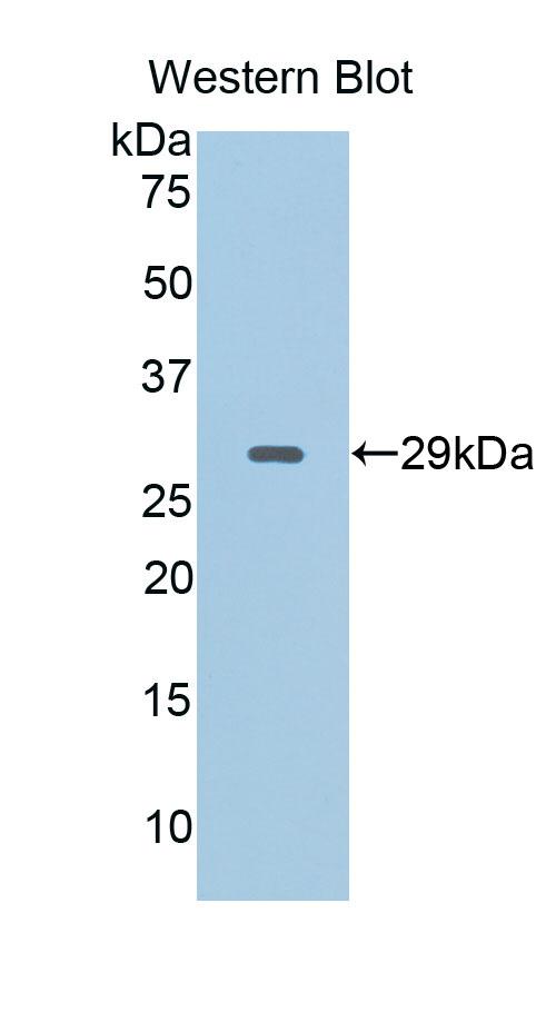 CD40L Antibody - Western Blot; Sample: Recombinant protein.