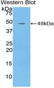 CD40L Antibody - Western blot of recombinant CD40LG / CD40L / CD154.  This image was taken for the unconjugated form of this product. Other forms have not been tested.