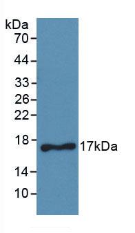 CD40L Antibody - Western Blot; Sample: Recombinant CD40L, Human.
