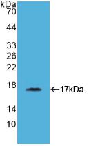 CD40L Antibody - Western Blot; Sample: Recombinant CD40L, Simian.