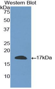 CD40L Antibody - Western blot of recombinant CD40L.