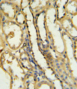 CD40L Antibody - TRAP Antibody IHC of formalin-fixed and paraffin-embedded human kidney tissue followed by peroxidase-conjugated secondary antibody and DAB staining.
