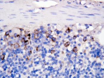 CD40L Antibody - IHC-P: CD40L antibody testing of rat intestine tissue