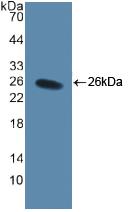 CD40L Antibody - Western Blot; Sample: Recombinant CD40L, Human.