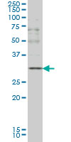 CD40L Antibody - CD40LG monoclonal antibody (M01), clone 2E2 Western Blot analysis of CD40LG expression in K-562.
