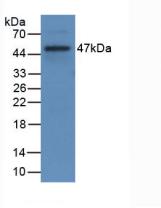 CD40L Antibody - Western Blot; Sample: Recombinant CD40L, Rat.