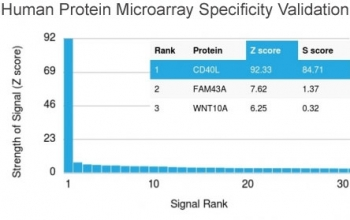 CD40L Antibody - Analysis of HuProt(TM) microarray containing more than 19,000 full-length human proteins using CD40 Ligand antibody (clone CD40LG/2761). These results demonstrate the foremost specificity of the CD40LG/2761 mAb. Z- and S- score: The Z-score represents the strength of a signal that an antibody (in combination with a fluorescently-tagged anti-IgG secondary Ab) produces when binding to a particular protein on the HuProt(TM) array. Z-scores are described in units of standard deviations (SD's) above the mean value of all signals generated on that array. If the targets on the HuProt(TM) are arranged in descending order of the Z-score, the S-score is the difference (also in units of SD's) between the Z-scores. The S-score therefore represents the relative target specificity of an Ab to its intended target.