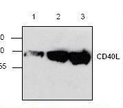 CD40L Antibody - Western blot of CD40LG / CD54 antibody.