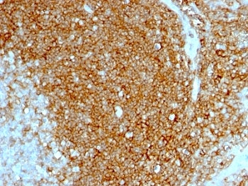 CD44 Antibody - Formalin-fixed, paraffin-embedded human tonsil stained with HCAM antibody (HCAM/1097).  This image was taken for the unmodified form of this product. Other forms have not been tested.