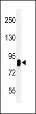 CD44 Antibody - CD44 antibody western blot of HeLa cell line lysates (35 ug/lane). The CD44 antibody detected the CD44 protein (arrow).