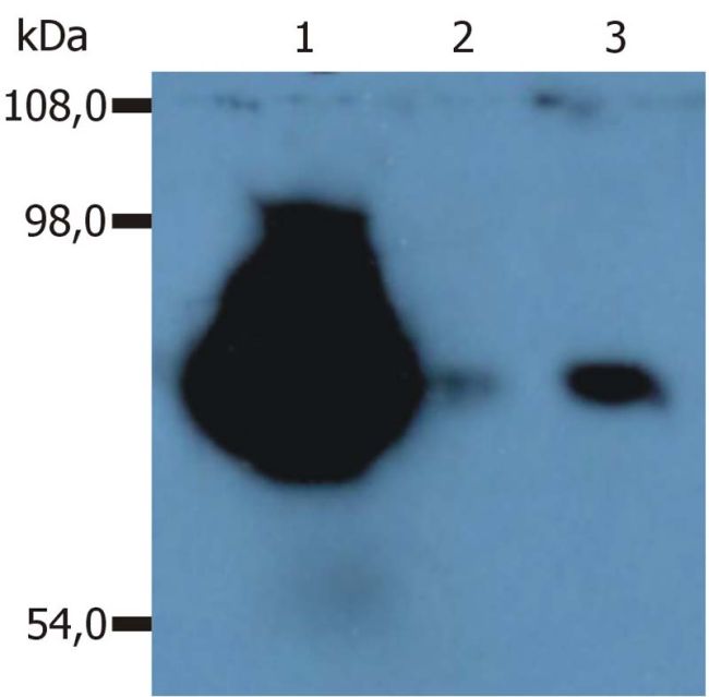 CD44 Antibody - CD44 Antibody in Western Blot (WB)