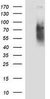 CD44 Antibody - HEK293T cells were transfected with the pCMV6-ENTRY control (Left lane) or pCMV6-ENTRY CD44 (Right lane) cDNA for 48 hrs and lysed. Equivalent amounts of cell lysates (5 ug per lane) were separated by SDS-PAGE and immunoblotted with anti-CD44.