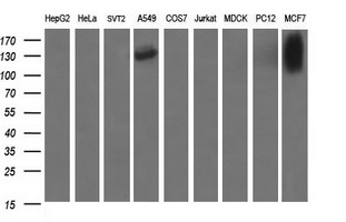 CD44 Antibody - Western blot of extracts (35ug) from 9 different cell lines by using anti-CD44 monoclonal antibody (HepG2: human; HeLa: human; SVT2: mouse; A549: human; COS7: monkey; Jurkat: human; MDCK: canine; PC12: rat; MCF7: human).