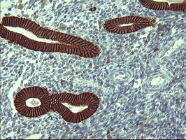 CD44 Antibody - IHC of paraffin-embedded Human endometrium tissue using anti-CD44 mouse monoclonal antibody. (heat-induced epitope retrieval by 1 mM EDTA in 10mM Tris, pH8.5, 120°C for 3min).