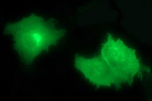 CD44 Antibody - Anti-CD44 mouse monoclonal antibody immunofluorescent staining of COS7 cells transiently transfected by pCMV6-ENTRY CD44.