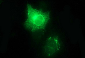 CD44 Antibody - Anti-CD44 mouse monoclonal antibody immunofluorescent staining of COS7 cells transiently transfected by pCMV6-ENTRY CD44.