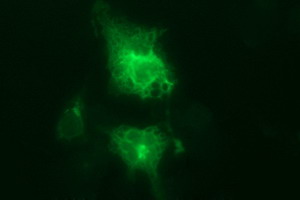 CD44 Antibody - Anti-CD44 mouse monoclonal antibody immunofluorescent staining of COS7 cells transiently transfected by pCMV6-ENTRY CD44.