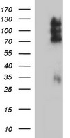 CD44 Antibody - HEK293T cells were transfected with the pCMV6-ENTRY control (Left lane) or pCMV6-ENTRY CD44 (Right lane) cDNA for 48 hrs and lysed. Equivalent amounts of cell lysates (5 ug per lane) were separated by SDS-PAGE and immunoblotted with anti-CD44.