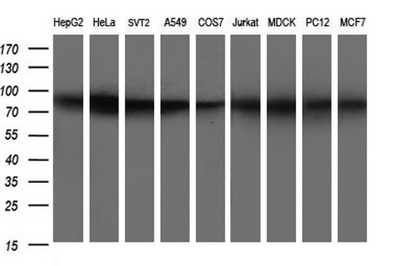 CD44 Antibody - Western blot of extracts (35ug) from 9 different cell lines by using anti-CD44 monoclonal antibody (HepG2: human; HeLa: human; SVT2: mouse; A549: human; COS7: monkey; Jurkat: human; MDCK: canine; PC12: rat; MCF7: human).