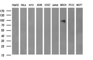 CD44 Antibody - Western blot of extracts (35ug) from 9 different cell lines by using anti-CD44 monoclonal antibody (HepG2: human; HeLa: human; SVT2: mouse; A549: human; COS7: monkey; Jurkat: human; MDCK: canine; PC12: rat; MCF7: human).