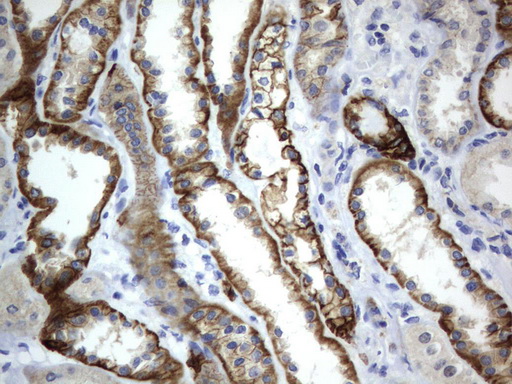 CD44 Antibody - Immunohistochemical staining of paraffin-embedded Human Kidney tissue using anti-CD44 mouse monoclonal antibody.  heat-induced epitope retrieval by 10mM citric buffer, pH6.0, 120C for 3min)