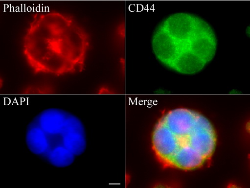 CD44 Antibody - Immunofluorescent staining of Jurkat cells using anti-CD44 mouse monoclonal antibody  green, 1:100). Actin filaments were labeled with Alexa Fluor® 594 Phalloidin. (red), and nuclear with DAPI. (blue). Scale bar, 4µm.