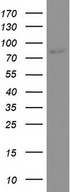 CD44 Antibody - Western blot analysis of U251 cell lysate. (35ug) by using anti-CD44 monoclonal antibody. (1:4000)