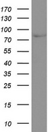CD44 Antibody - Western blot analysis ofcell lysate. (35ug) by using anti-CD44 monoclonal antibody. (1:4000)