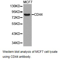 CD44 Antibody - Western blot.