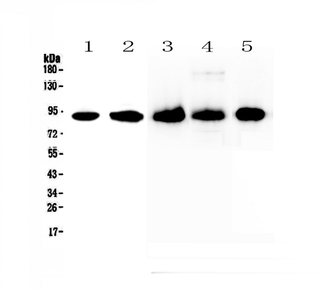 CD44 Antibody - Western blot - Anti-CD44 Picoband antibody
