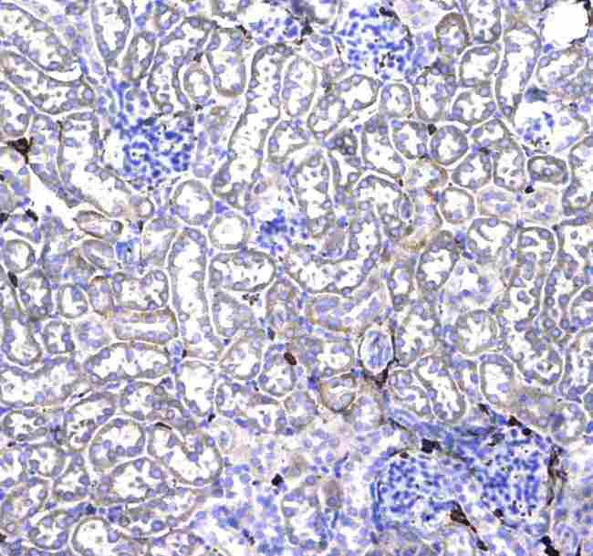 CD44 Antibody - Immunohistochemistry - Anti-CD44 Picoband antibody