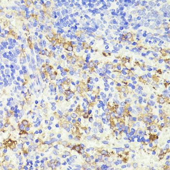 CD44 Antibody - Immunohistochemistry of paraffin-embedded rat spleen using CD44 antibody at dilution of 1:100 (40x lens).