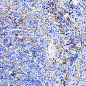 CD44 Antibody - Immunohistochemistry of paraffin-embedded mouse spleen using CD44 antibody at dilution of 1:100 (40x lens).