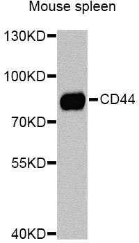 CD44 Antibody - Western blot analysis of extracts of mouse spleen, using CD44 Antibody at 1:1000 dilution. The secondary antibody used was an HRP Goat Anti-Rabbit IgG (H+L) at 1:10000 dilution. Lysates were loaded 25ug per lane and 3% nonfat dry milk in TBST was used for blocking. An ECL Kit was used for detection and the exposure time was 90s.