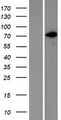 CD44 Protein - Western validation with an anti-DDK antibody * L: Control HEK293 lysate R: Over-expression lysate