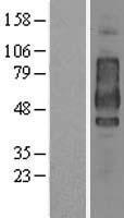 CD44 Protein - Western validation with an anti-DDK antibody * L: Control HEK293 lysate R: Over-expression lysate