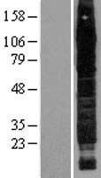 CD44 Protein - Western validation with an anti-DDK antibody * L: Control HEK293 lysate R: Over-expression lysate