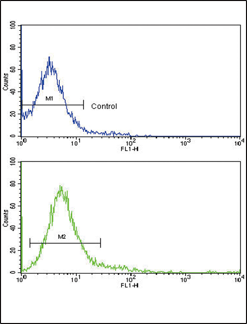 CD45 / LCA Antibody - Flow cytometric of Jurkat cells using CD45 Antibody (bottom histogram) compared to a negative control cell (top histogram). FITC-conjugated goat-anti-rabbit secondary antibodies were used for the analysis.