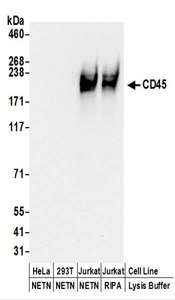 CD45 / LCA Antibody - Detection of Human CD45 by Western Blot. Samples: Whole cell lysate (50 ug) prepared using NETN or RIPA buffer from HeLa, 293T, and Jurkat cells. Antibodies: Affinity purified rabbit anti-CD45 antibody used for WB at 0.1 ug/ml. Detection: Chemiluminescence with an exposure time of 30 seconds.