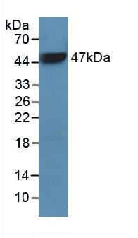 CD45 / LCA Antibody - Western Blot; Sample: Recombinant PTPRC, Human.