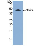 CD45 / LCA Antibody - Western Blot; Sample: Recombinant PTPRC, Human.