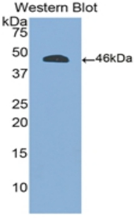 CD45 / LCA Antibody - Western blot of recombinant CD45.  This image was taken for the unconjugated form of this product. Other forms have not been tested.