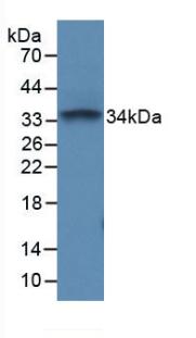 CD45 / LCA Antibody - Western Blot; Sample: Recombinant PTPRC, Mouse.