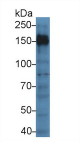 CD45 / LCA Antibody - Western Blot; Sample: Human Jurkat cell lysate; Primary Ab: 5µg/ml Rabbit Anti-Mouse PTPRC Antibody Second Ab: 0.2µg/mL HRP-Linked Caprine Anti-Rabbit IgG Polyclonal Antibody