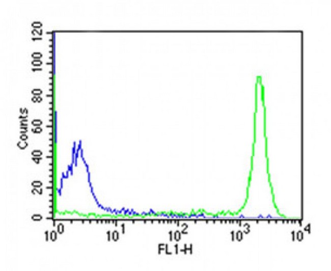 CD45 / LCA Antibody - Overlay histogram showing huuman peripheral blood lymphocytes stained with CD45 antibody (green line). The cells were icubated in 2% bovine serum albumin to block non-specific protein-protein interactions followed by the antibody (1:50 dilution) for 60min at 37°C. The secondary antibody used was Goat Anti-Mouse IgG, DyLight® 488 Conjugated Highly Cross-Adsorbed (OJ192088) at 1/200 dilution for 40min at 37°C. Isotype control antibody (blue line) was mouse IgG2a (1µg/1x10^6 cells) used under the same conditions. Acquisition of >10, 000 events was performed.