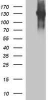 CD45 / LCA Antibody - HEK293T cells lysate (5 ug, left lane) and full length human recombinant protein of human PTPRC(NP_002829) produced in HEK293T cell (5 ug, right lane)were separated by SDS-PAGE and immunoblotted with anti-PTPRC.