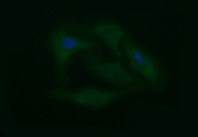 CD45 / LCA Antibody - Immunofluorescent staining of HeLa cells using anti-PTPRC mouse monoclonal antibody.