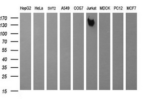 CD45 / LCA Antibody - Western blot of extracts (35 ug) from 9 different cell lines by using anti-PTPRC monoclonal antibody (HepG2: human; HeLa: human; SVT2: mouse; A549: human; COS7: monkey; Jurkat: human; MDCK: canine; PC12: rat; MCF7: human).