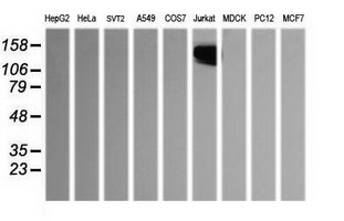 CD45 / LCA Antibody - Western blot of extracts (35 ug) from 9 different cell lines by using g anti-PTPRC monoclonal antibody (HepG2: human; HeLa: human; SVT2: mouse; A549: human; COS7: monkey; Jurkat: human; MDCK: canine; PC12: rat; MCF7: human).